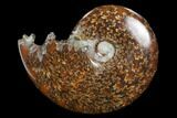 Polished, Agatized Ammonite (Cleoniceras) - Madagascar #97309-1